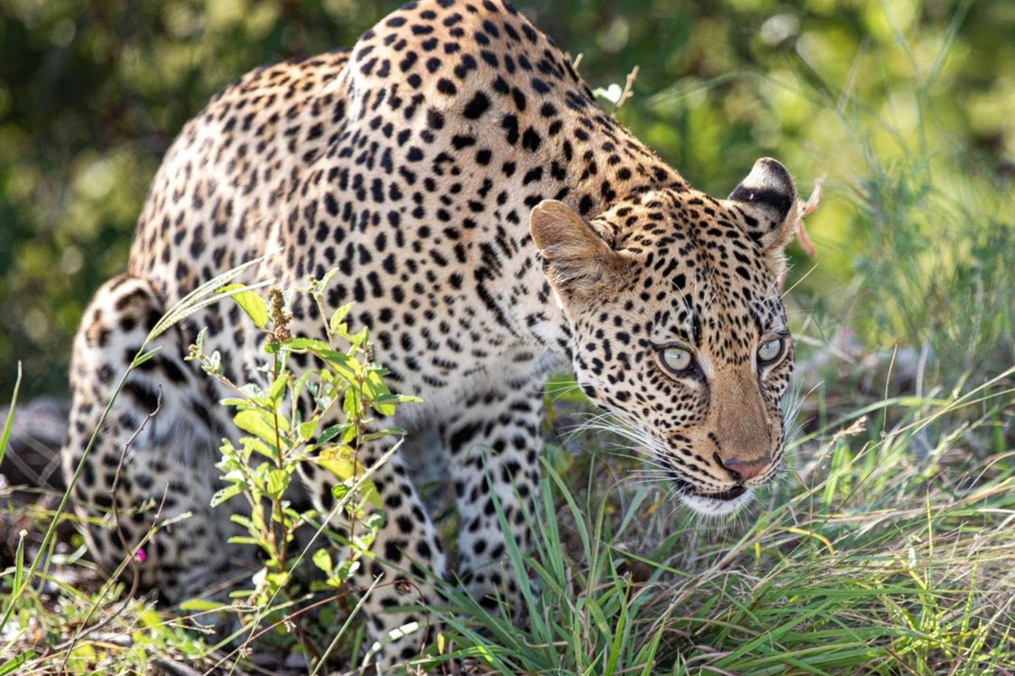Leopard Sands Kruger Park Skukuza Exterior foto